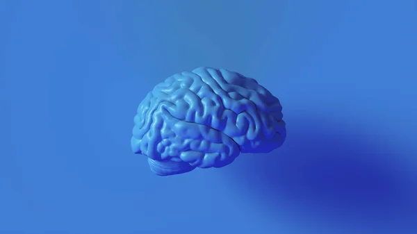 Bright Blue Human brain Anatomical Model 3d illustration