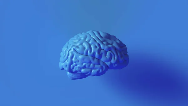 Brillante Azul Cerebro Humano Modelo Anatómico Ilustración — Foto de Stock