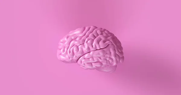 Růžový Lidský Mozek Anatomický Model Ilustrace — Stock fotografie