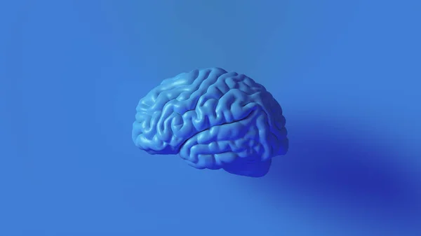 Azul Brilhante Cérebro Humano Modelo Anatômico Ilustração — Fotografia de Stock