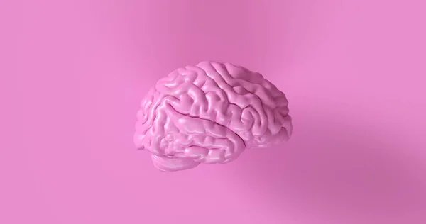 Розовая Анатомическая Модель Мозга Человека — стоковое фото