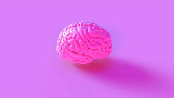 Cervello Umano Rosa Modello Anatomico Illustrazione — Foto Stock
