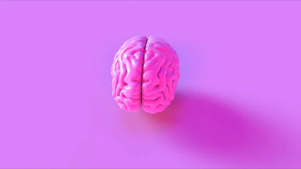 Pink Human brain Anatomical Model 3d illustration