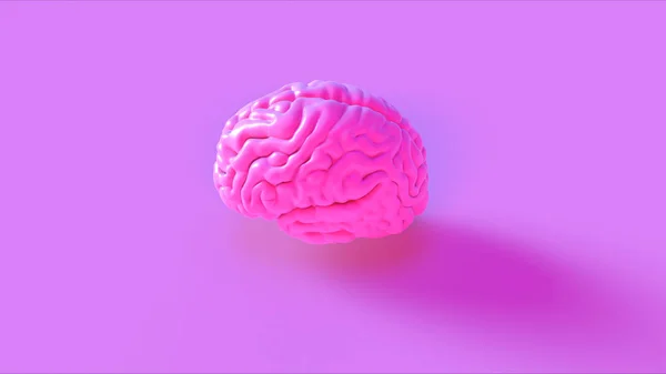 Růžový Lidský Mozek Anatomický Model Ilustrace — Stock fotografie