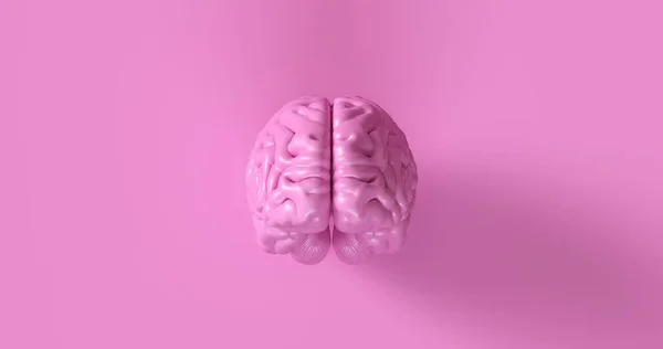 Rosa Cerebro Humano Modelo Anatómico Ilustración — Foto de Stock