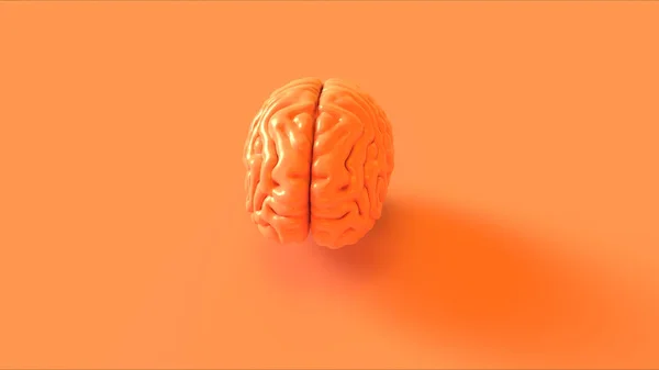 Naranja Cerebro Humano Modelo Anatómico Ilustración — Foto de Stock