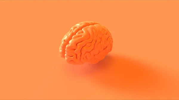 Naranja Cerebro Humano Modelo Anatómico Ilustración — Foto de Stock