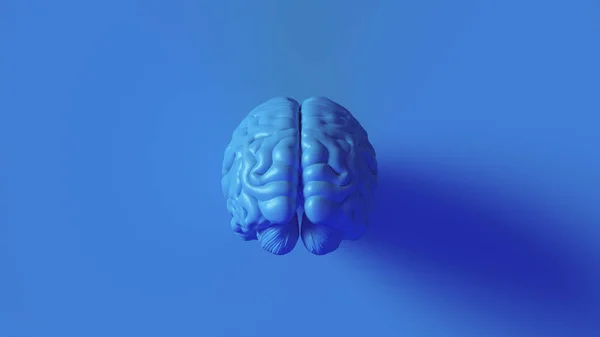 Brillante Azul Cerebro Humano Modelo Anatómico Ilustración — Foto de Stock