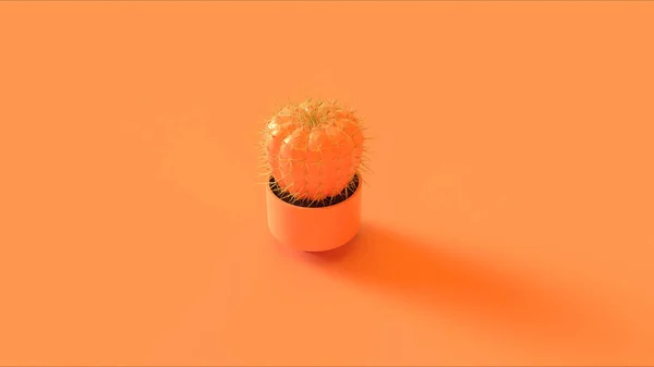 Orange Persika Kaktus Illustration — Stockfoto