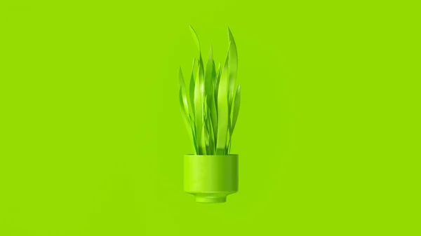 Lime Green Mother In Laws Tongue with Lime Green Plant Pot 3d illustration 3d render