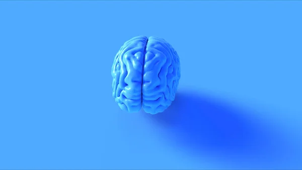 Azul Cerebro Humano Modelo Anatómico Ilustración Renderizado — Foto de Stock