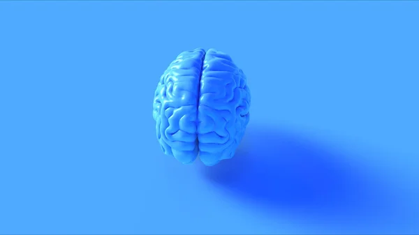 Azul Cerebro Humano Modelo Anatómico Ilustración Renderizado — Foto de Stock