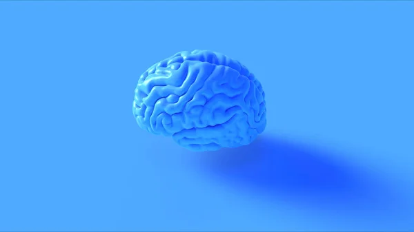 Синяя Анатомическая Модель Мозга Человека Иллюстрация Рендеринг — стоковое фото