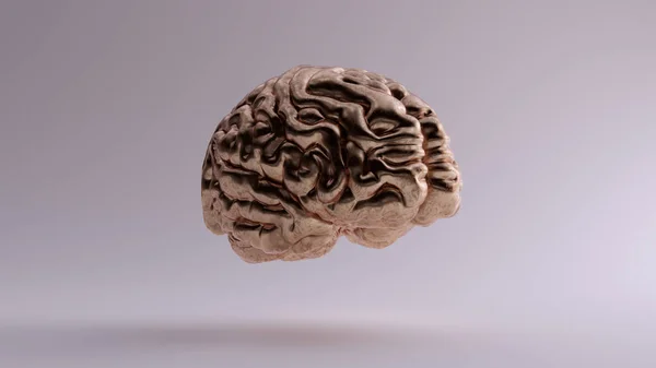 Bronze Anatomical Brain Illustration Gauche Rendu — Photo
