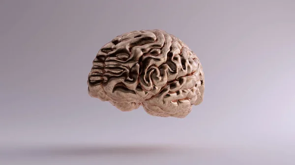Bronze Anatomical Brain Illustration Gauche Rendu — Photo