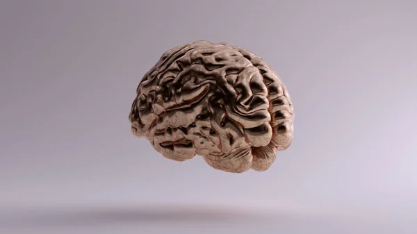 Бронзовий Анатомічний Мозок Лівий Ілюстрація Візуалізація — стокове фото
