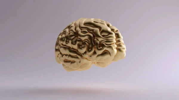 Zlatý Anatomický Mozek Levý Ilustrace Vykreslení — Stock fotografie