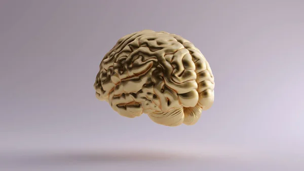 Gold Anatomical Brain Left 3d illustration 3d render