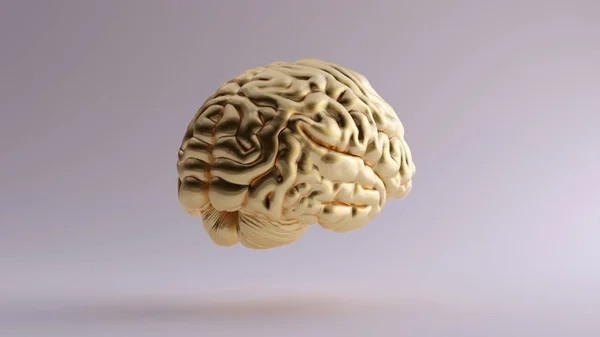 Cerveau Anatomique Doré Illustration Gauche Rendu — Photo