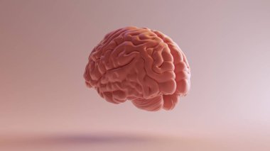 Pembe Porselen Anatomik Beyin Sol 3d illüstrasyon 3d render