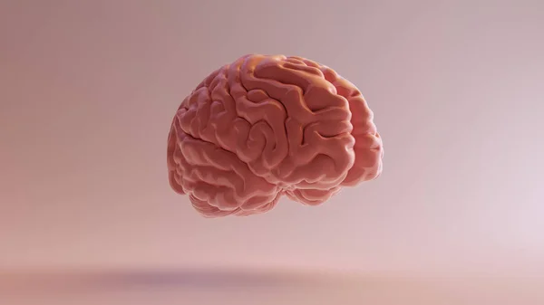 Roze Porselein Anatomische Hersenen Links Illustratie Renderen — Stockfoto