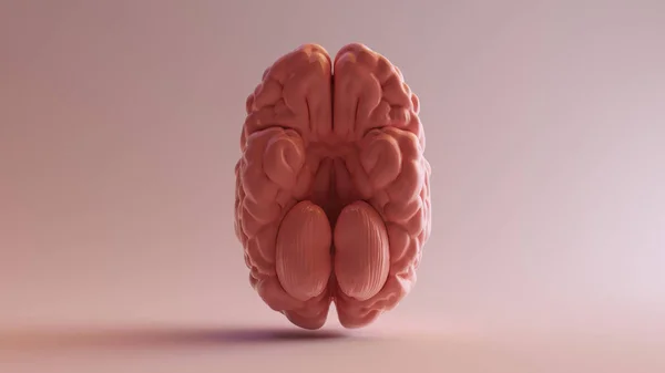 Cerebro Anatómico Porcelana Rosa Izquierda Ilustración Render —  Fotos de Stock