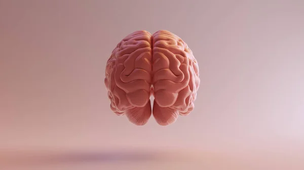 Rosa Porcelana Anatômica Cérebro Esquerda Ilustração Render — Fotografia de Stock
