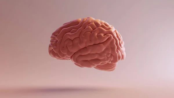 Cerebro Anatómico Porcelana Rosa Izquierda Ilustración Render — Foto de Stock