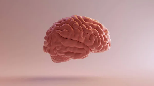 Cerebro Anatómico Porcelana Rosa Izquierda Ilustración Render — Foto de Stock