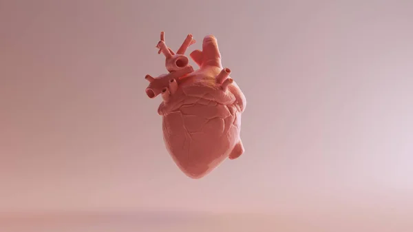 Pink Porcelain Anatomical Heart 3d illustration 3d render