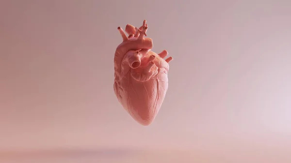 ピンク磁器解剖学的ハート3Dイラスト3Dレンダー — ストック写真