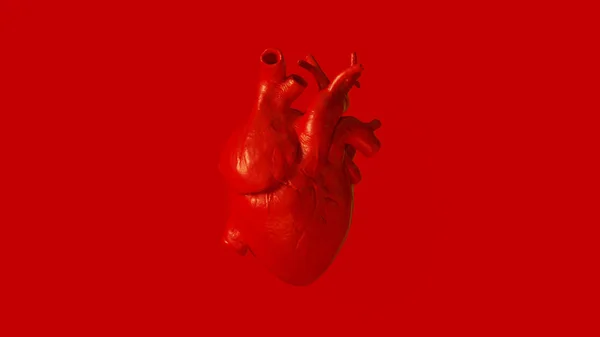 Anatomical Heart Concept Ilustração Render — Fotografia de Stock