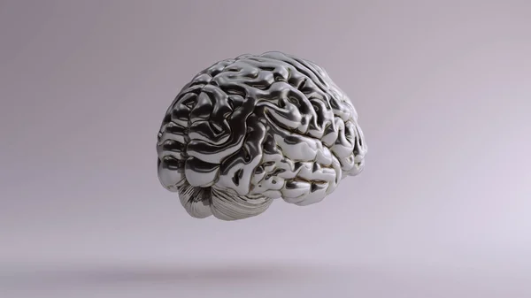 Cerveau Anatomique Argent Illustration Supérieure Rendu — Photo