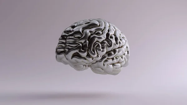 Silver Anatomical Brain Top Ilustrație Render — Fotografie, imagine de stoc