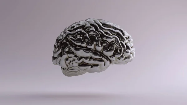 Silver Anatomical Brain Top Ilustração Render — Fotografia de Stock