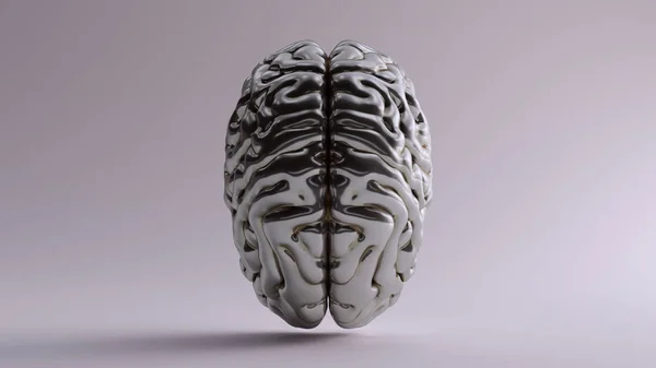 Cerveau Anatomique Argent Illustration Supérieure Rendu — Photo