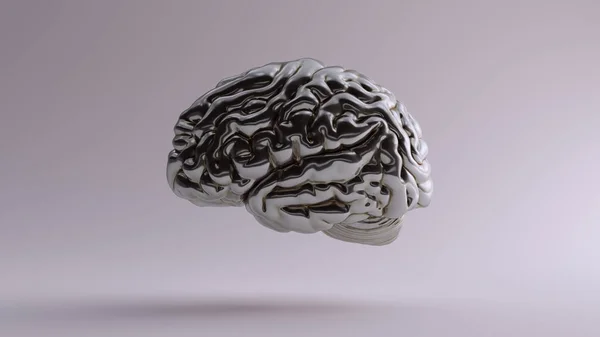 Silver Anatomical Brain Top Ilustração Render — Fotografia de Stock