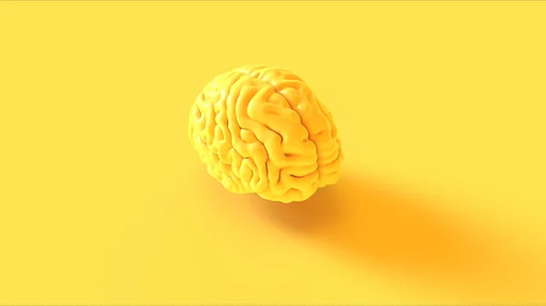 Yellow Human Brain Anatomical Model Illustration Rendering — Stock Photo, Image