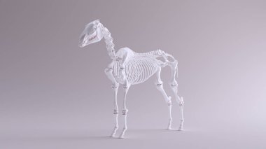 Horse Skeletal System Anatomical Model Front View 3d illustration 3d render clipart