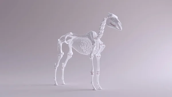 Koňský Skeletální Systém Anatomický Model Pohled Ilustrace Vykreslení — Stock fotografie