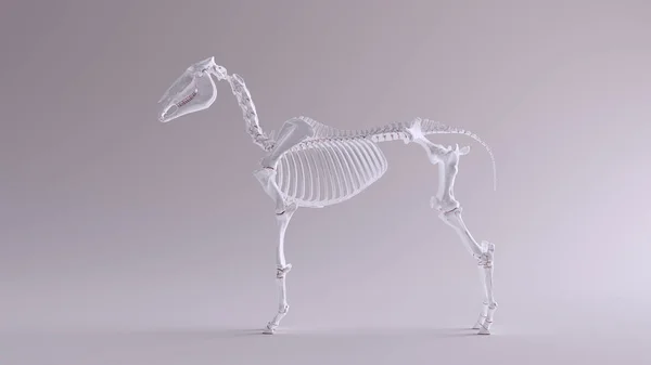 Modelo Anatômico Sistema Esquelético Cavalo Vista Frontal Ilustração Renderização — Fotografia de Stock