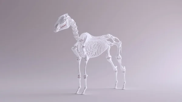 Häst Skelett System Anatomisk Modell Framifrån Illustration Render — Stockfoto