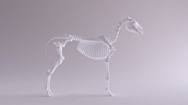 Horse Skeletal System Anatomical Model Front View 3d illustration 3d render clipart