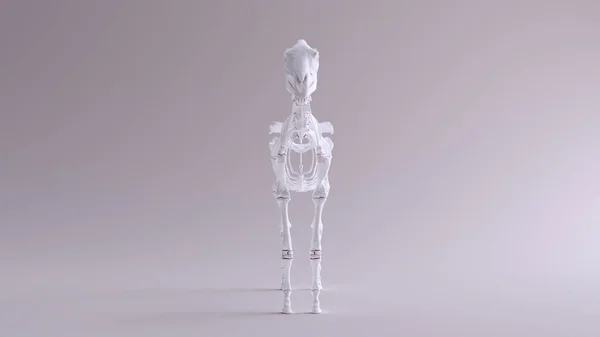 馬の骨格系解剖モデル正面図3Dイラスト3Dレンダー — ストック写真