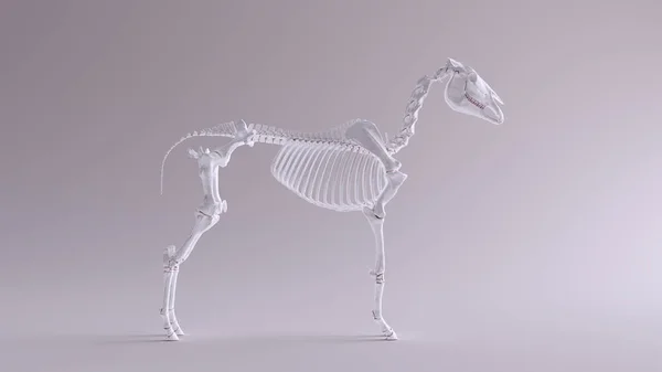 Horse Skeletal System Anatomical Model Front View 3d illustration 3d render