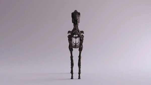Schwarzes Eisenpferd Skelett System Anatomisches Modell Frontansicht Illustration Render — Stockfoto