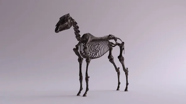 Анатомическая Система Черного Железного Коня Модель Четверть Слева Вид Спереди — стоковое фото