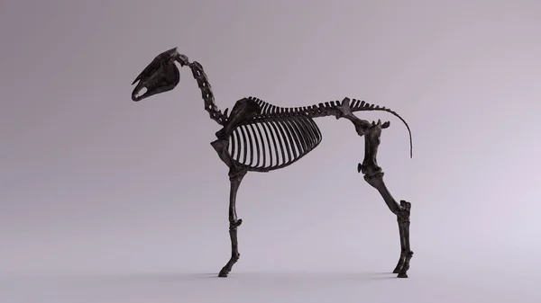 Equinos Cabeça Frontal - Esboço, Crânio e Contorno - Anatomia de Animais ( Cavalo) 