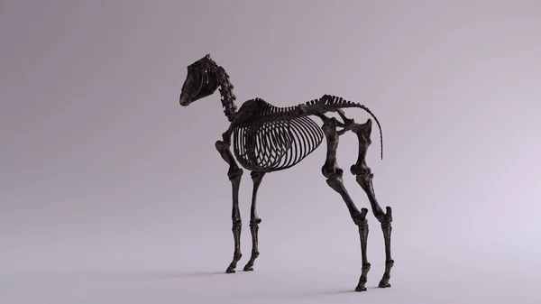 Černý Železný Kůň Kostnatý Systém Anatomický Model Kvartál Zadní Levý — Stock fotografie