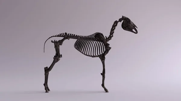 Modello Anatomico Del Sistema Scheletrico Del Cavallo Ferro Nero Visualizzazione — Foto Stock